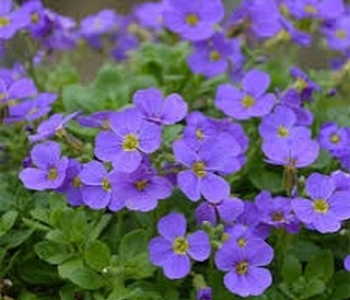 Обриета гибридная Axcent Light Blue