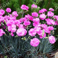 Гвоздика перистая Dinetta Soft Pink