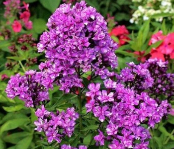 Флокс метельчатый Kvazimodo