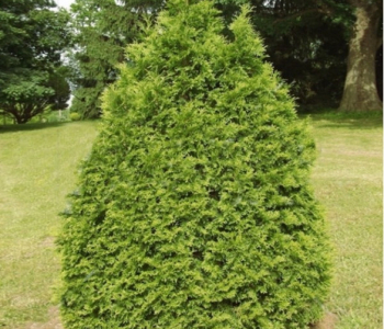 Туя западная Recurvata Nana
