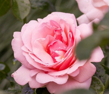 Роза чайно-гибридная Sweet Parole (Kordes)