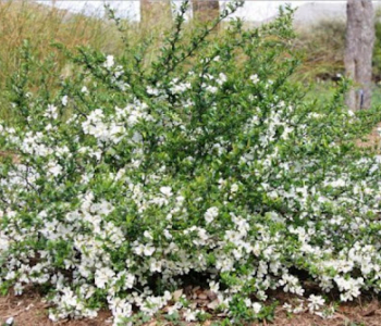 Айва японская Jet Trail