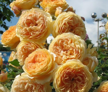 Роза английская Crown Princess Margareta