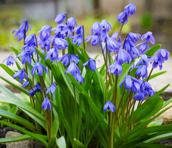 Пролеска сибирская Spring Beauty