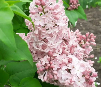 Сирень обыкновенная Вечерний звон