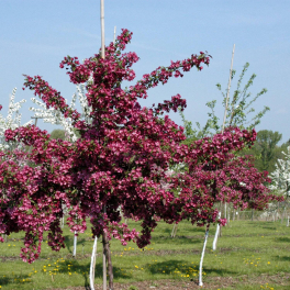 Яблоня Helena