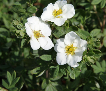 Лапчатка кустарниковая Creme Brulee