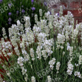 Лаванда узколистная White Scent Compact