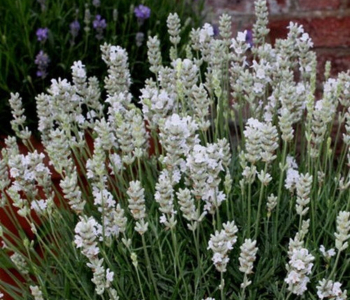 Лаванда узколистная White Scent Compact