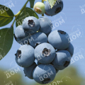 Голубика садовая Brigitta Blue