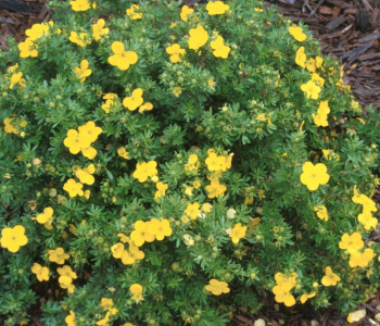 Лапчатка кустарниковая Dakota Sunspot