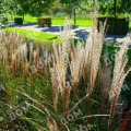 Мискантус китайский Kleine Silberspinne