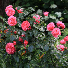Роза плетистая Rosanna (Kordes)