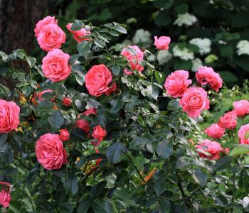 Роза плетистая Rosanna (Kordes)