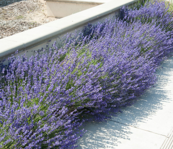 Лаванда узколистная Hidcote Blue