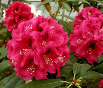 Рододендрон гибридный Royal Red