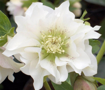 Морозник восточный Double Ellen White