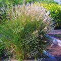 Мискантус китайский Kleine Silberspinne