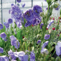 Колокольчик персиколистный La Belle Blue