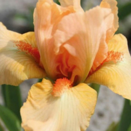 Ирис карликовый Tickled Peach