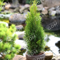 Туя западная Dark Embers