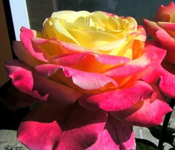 Роза чайно-гибридная Oriental Peace (Meilland)