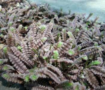 Лептинелла шероховатая Platts Black