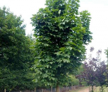 Клён остролистный Columnare