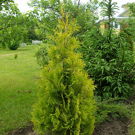 Туя западная Aureospicata