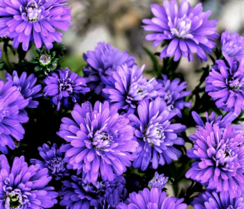 Астра новобельгийская Henry Purple