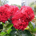 Роза флорибунда Red Leonardo da Vinci (Meilland)