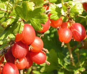 Крыжовник Машенька