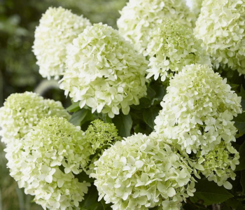 Гортензия метельчатая Little Alf