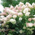 Гортензия метельчатая Magical Sweet Summer