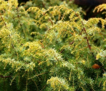 Можжевельник обыкновенный Kalebab