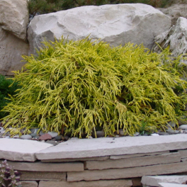 Кипарисовик горохоплодный Sungold