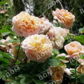 Роза плетистая Gloire de Dijon