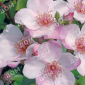 Роза флорибунда Sweet Pretty