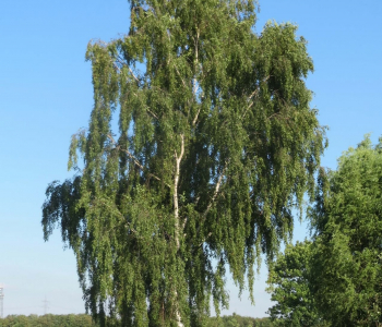 Береза повислая Tristis