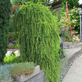 Лиственница европейская Pendula