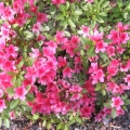 Рододендрон японский Geisha Pink