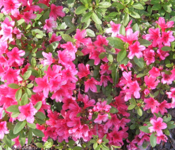 Рододендрон японский Geisha Pink