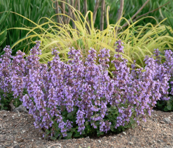 Котовник Фассена Cats Pajamas