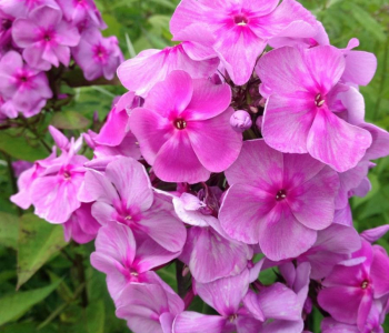 Флокс метельчатый Седой Урал