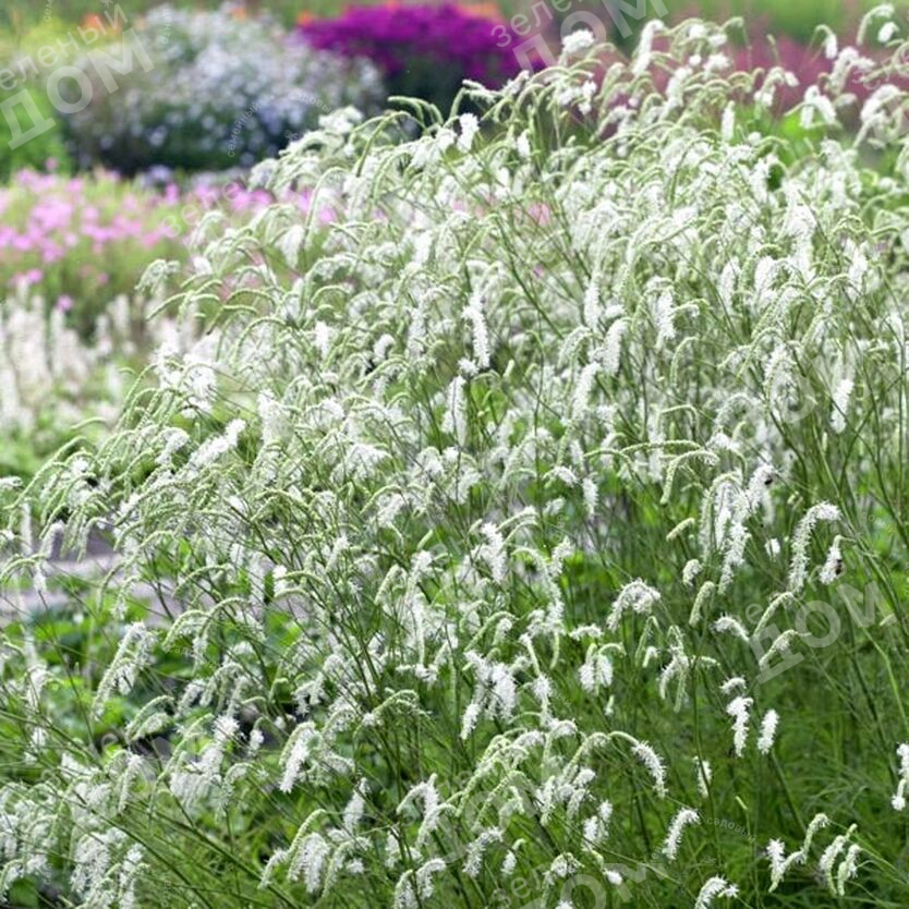 Кровохлебка Тонколистная Альба фото 9