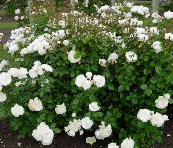 Роза почвопокровная White The Fairy