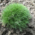 Овсяница Готье AmiGreen