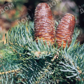 Пихта одноцветная