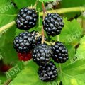Ежевика Raspberry Shortcake