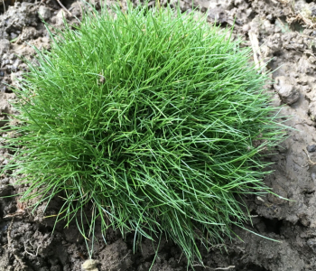 Овсяница Готье AmiGreen